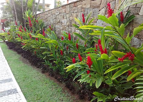 Tropical Backyard Landscaping, Small Tropical Gardens, Torch Ginger, Bali Garden, Tropical Landscape Design, Florida Landscaping, Tropical Garden Design, Front Garden Landscape, Tropical Backyard