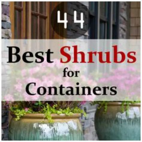 The Best Shrubs to Use for Container Gardening – Home and Garden #crazyplantlady #plants #indoorplants #crafts #diy Featured on CraftGossip.com and reviewed by our team of Editors. Elephant Ears Garden, Master Gardener Program, Container Gardening Ideas, Fall Container Gardens, Pinterest Garden, Fall Containers, Full Sun Plants, Front Steps, English Cottage Garden