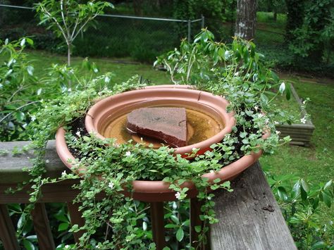 Birds And Bees, Bee Friendly Garden, Bird Bath Garden, Bee Garden, Have Inspiration, Wildlife Gardening, Pollinator Garden, Butterfly Garden, Garden Crafts