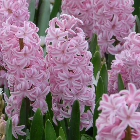 Pink Hyacinth, Allium Sphaerocephalon, Fondant Pink, Rain Lily, Night Shadow, Lily Bulbs, Amaryllis Bulbs, Spring Flowering Bulbs, Special Flowers