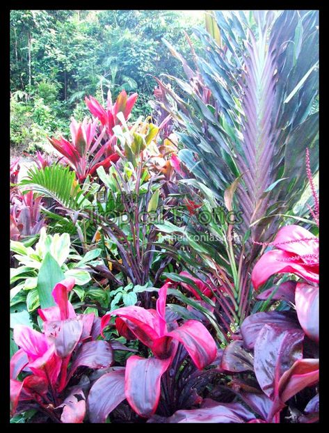 Fence Murals, Tropical Planting, Full Sun Landscaping, Tropical Gardening, Tropical Backyard Landscaping, Ti Plant, Bali Garden, Tropical Landscape Design, Tropical Garden Design