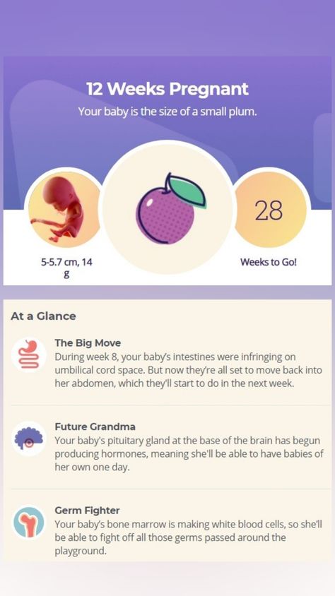 All you need to know about baby development and about changes in your body at 12 week of pregnancy. Go to our website. #12weekpregnancy #pregnancyweekbyweek #pregnant #pregnancy Size Of Baby, 12 Weeks Pregnant, Baby Development Activities, 5 Month Old Baby, Pregnancy Week, 1st Trimester, Mommy Time, Fetal Development, Baby D