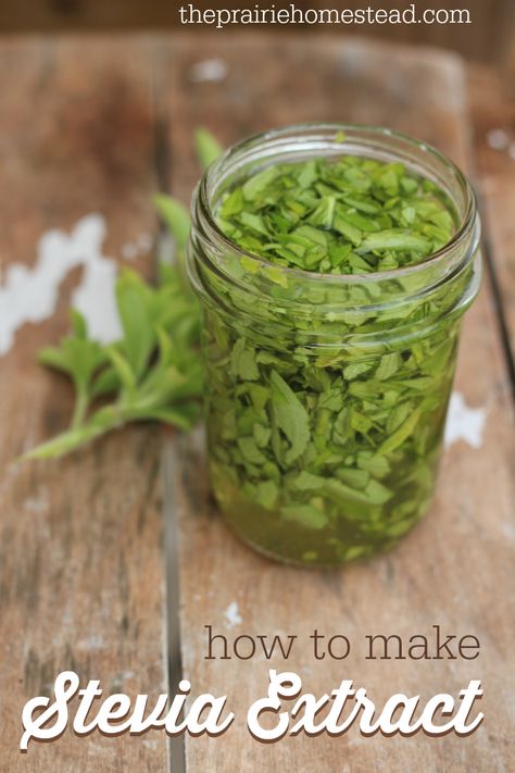 how to make homemade stevia extract Homemade Extracts, The Prairie Homestead, Stevia Recipes, Prairie Homestead, Magia Das Ervas, Stevia Extract, Trim Healthy Mama, Trim Healthy, Dehydration