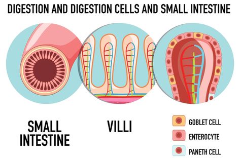 Free Vector | Diagram showing digestion cell in small intestine Anatomy Stickers, Small Intestine, Anatomy, Graphic Resources, Vector Free