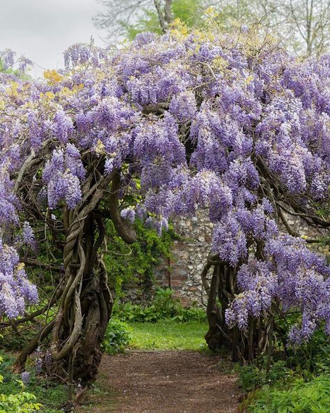 Wisteria Trees, Wisteria Tree, Purple Wisteria, Eastern Shore Maryland, Moon Garden, Eastern Shore, Landscape Photographers, Wisteria, Dream Garden