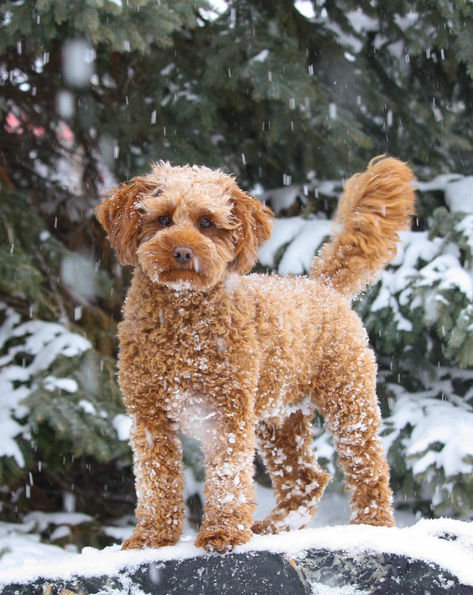 Complete Guide on Goldendoodle Size: Toy, Mini, Medium, or Standard | Central Illinois Doodles Doodles Puppies, Medium Goldendoodle, Toy Goldendoodle, Standard Goldendoodle, Goldendoodle Breeders, Golden Doodles, Healthcare Plan, Doodle Puppy, Mini Goldendoodle