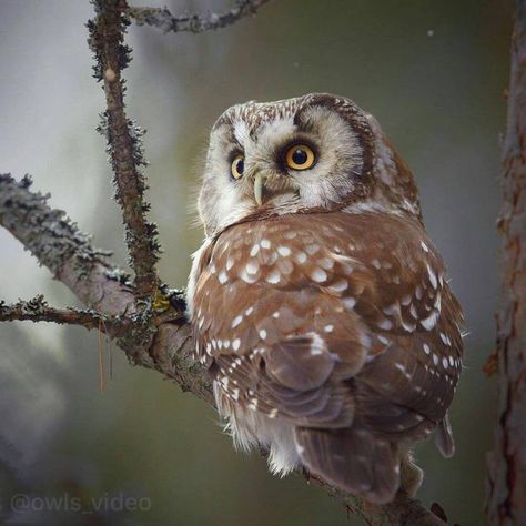 Owl Aesthetic, Saw Whet Owl, Nocturnal Birds, Beautiful Owl, Owl Lovers, Owl Bird, Walk In The Woods, Canon Photography, Cute Owl