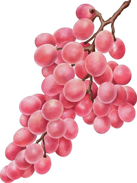 Watercolor pink grape isolated on white. Hand drawn watercolor illustration Grapes Drawing, Grape Illustration, Pink Star, Illustration Watercolor, White Hand, Watercolor Illustration, Vector Logo, Vector Art, Grapes