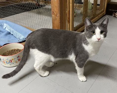 Gray And White Kitten, Grey And White Kitten, Adopt Me Pets, Grey And White Cat, White Kitten, Adopt Me, White Kittens, White Cats, Cute Cats And Dogs