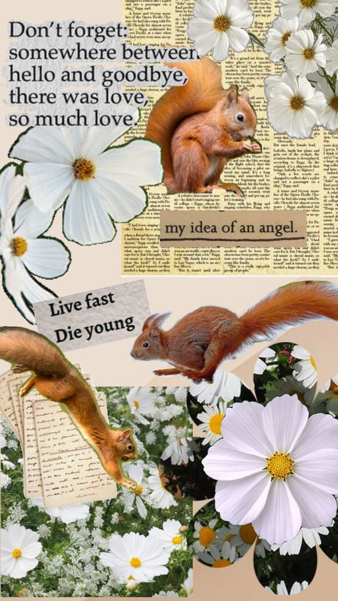 Ahhhhhfhhfvnjjvvgfdcc SQUIRREL Cute Squirrel Wallpaper, Squirrel Wallpaper, Wallpaper Collage, Cute Squirrel, Collage, Animals