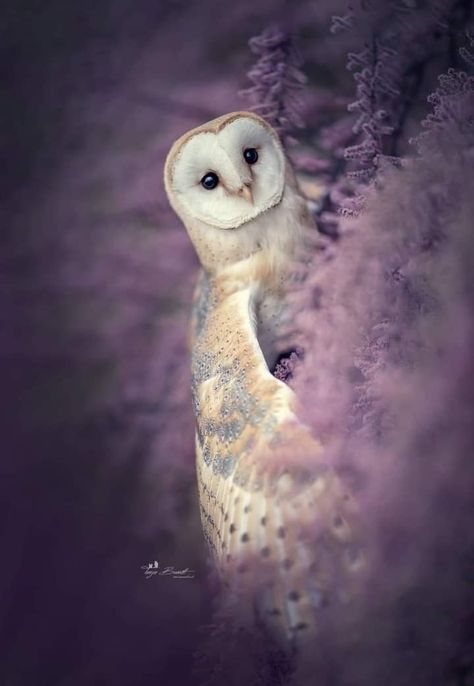 Owl Asthetic, Barn Owl Aesthetic, Barn Owl Photography, Owls Aesthetic, Aesthetic Owl, Barn Owl Drawing, Owl Aesthetic, Owl Wallpaper Iphone, Universe Facts