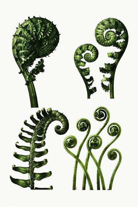 Repeating Patterns In Nature, Ferns Aesthetic, Fern Spiral, Fern Drawing, Botany Photography, Fern Photography, Fiddlehead Fern, Fern Art, Botanical Journal