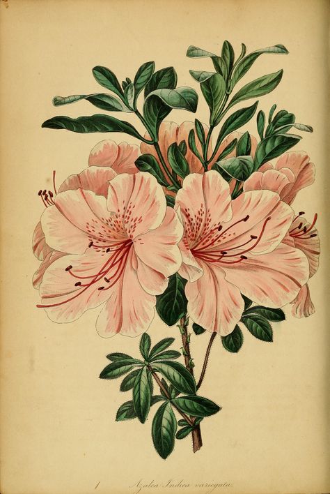 azalea-rhododendron-indicum-var-variegata---circa-1840_14490766677_o_42287348484_o #flowers #plants #botany #vintage #retro #paintings #drawings #books Botanical Flowers Print, Azalea Flower, Antique Botanical Print, Illustration Botanique, Scientific Illustration, Botanical Drawings, Arte Floral, Botanical Flowers, Flower Illustration