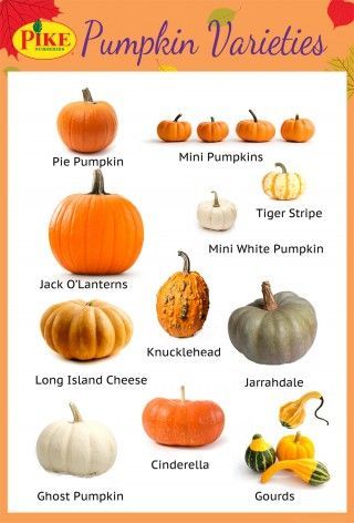 Pumpkin Types, Pumpkin Patch Birthday, Types Of Pumpkins, Pumpkin Varieties, Best Pumpkin Patches, Pumpkin Garden, Pumpkin Squash, Growing Pumpkins, Pumpkin Farm