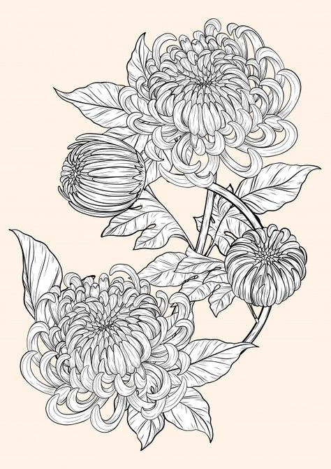 Spidermum Flowers, Chrysanthemum Illustration Simple, Chrisantemum Flower Drawing, Chrisanthiums Flowers Drawing, Crysantenum Flower, Flower Ink Drawing, Chrysanthemum Flower Drawing, Crisantemo Tattoo, Chrysanthemum Drawing