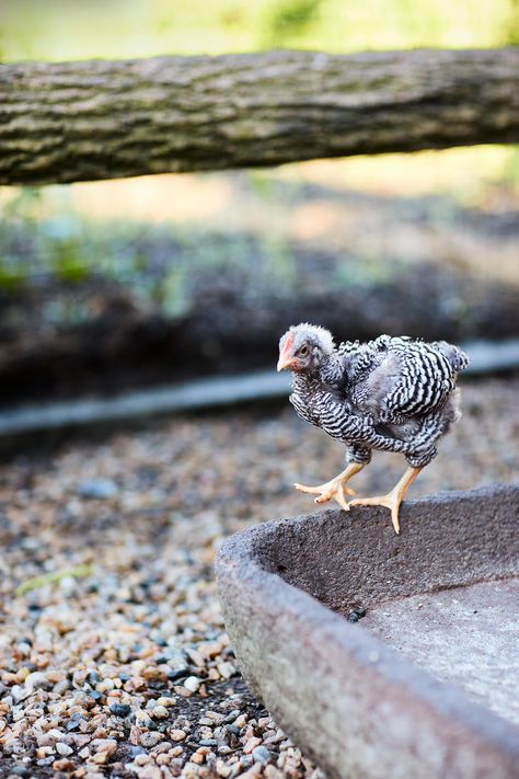 She also likes the heritage Barred Plymouth Rock, seen here. Chicken Feed For Laying Hens, Best Chicken Feed, Homemade Chicken Feed, Olive Egger Chicken, Barred Rock Chickens, Chicken Bar, Plymouth Rock Chicken, Egg Laying Hens, Chicken Pictures