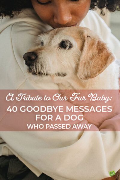 Dog Quotes Saying Goodbye, Rip Pet Quotes Dogs, Poems For Dogs That Passed, Rest In Peace For Dogs, Quotes For A Dog That Passed, Quotes For Passed Dogs, Goodbye To Dog Quotes, Goodbye To Pets Dogs, Pet Headstone Quotes