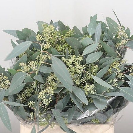 <p>  	Eucalyptus Populus + Berries available at wholesale prices & direct UK delivery. Approx. 50cm tall.</p> Christmas Craft Wreath, Craft Wreath, Repotting Plants, Climbing Trellis, Plants Pet Friendly, Sun Loving Plants, Fresh Eucalyptus, Online Flower Delivery, Green Eucalyptus