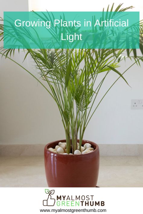 Indoor Banana Tree, Best Office Plants, Plant Lights, Web Stories, Grow Lights For Plants, Growing Plants Indoors, Plant Table, Artificial Light, Office Plants