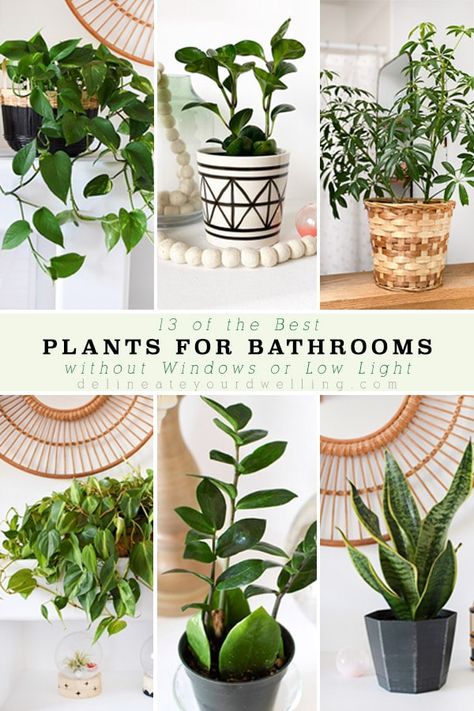 Bathrooms Plants, Household Plants, Inside Plants, Best Plants, Best Indoor Plants, Bathroom Plants, Low Light Plants, House Plants Decor, House Plants Indoor