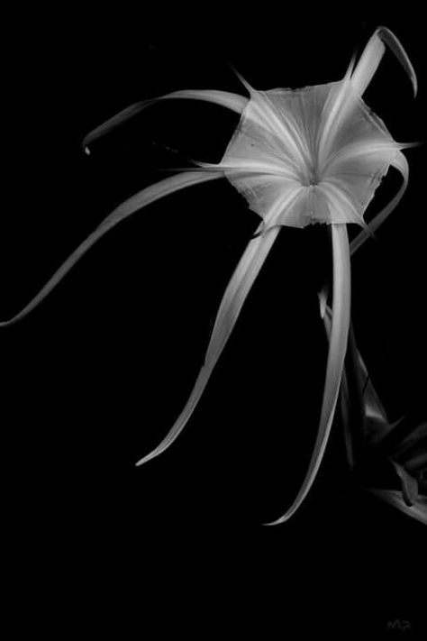 Lily, Black And White, Black