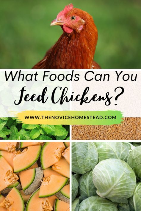 Feed Chickens Scraps, Food For Chickens Safe, Things Chickens Can Eat, Chicken Food Garden, Veggies For Chickens To Eat, Best Food For Chickens, What Do Chickens Like To Eat, Chicken Feed Ideas, What Scraps Can Chickens Eat