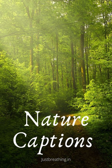 Captions for Nature Photos on Instagram and nature quotes. Best Nature Captions For Instagram, Captions For Trees Instagram, Captions For Instagram Forest, Beautiful Nature Quotes Short, Foggy Forest Caption, Captions On Nature Beauty, Caption About Nature Beauty, Village Quotes Beautiful, Hills Captions Instagram Short