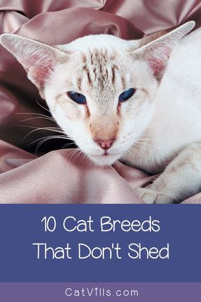 Types Of Cats Breeds, Cats That Dont Shed, Werewolf Cat, Cat Breeds Hypoallergenic, Singapura Cat, Cat Lover Quote, Best Cat Breeds, Large Cat Breeds, All Cat Breeds