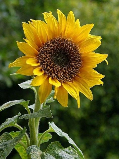 Sunflower Watercolor Painting, Boy X Boy, Sunflower Artwork, Sunflower Images, Sunflower Photography, Planting Sunflowers, Sunflowers And Daisies, Sunflower Pictures, White Sunflowers