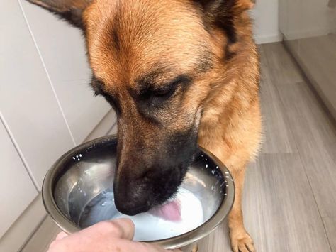 34 Human Foods German Shepherds Can Eat – World of Dogz German Shepherd Food Chart, Homemade Dog Food For Gsd, German Shepherd Raw Food Diet, Best Food For German Shepherds, Human Food For Dogs, Beta Carotene, Raw Diet, Sources Of Fiber, People Food