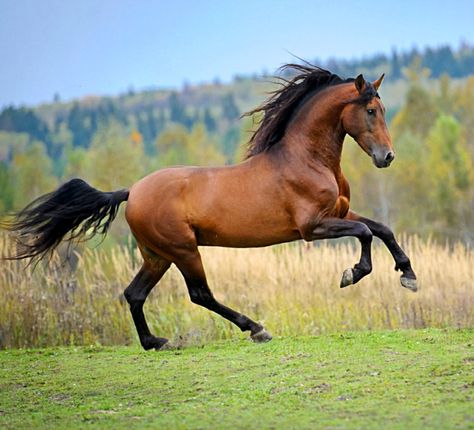 Pura Raza Española. photo: Ekaterina Druz. Brumby Horse, Andalusian Horse, Most Beautiful Horses, Majestic Horse, All The Pretty Horses, Horse Crazy, Equine Photography, Cute Horses, Horse Life