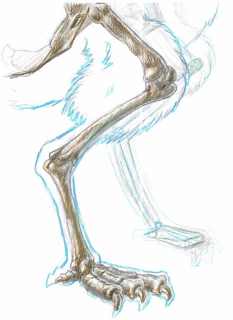 Owl Legs, Fancy Background, Bird Anatomy, Draw A Bird, Leg Anatomy, Human Legs, Art Help, Anime Animals, Big Bird