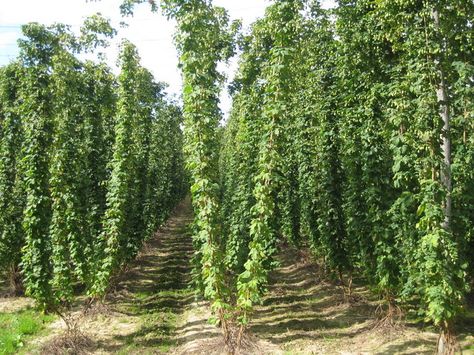 Hop Field like this grow in Grants Pass OR Hops Growing, Scenery Inspiration, Hops Plant, Grants Pass Oregon, Flavored Beer, Climbing Trees, Farm Land, Grants Pass, Market Garden