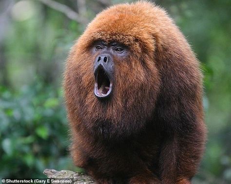 Monkey 6, can scream so loud it can be heared around 100km Howler Monkey Tattoo, Pirate Reference, Monkey Pirate, Animal Sleeve, Types Of Monkeys, Baleen Whales, Monkey Mind, Howler Monkey, Monkey Pictures