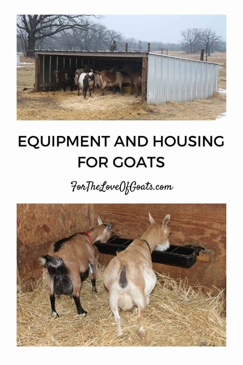 This episode includes a basic equipment list for goats, as well as what goats need for housing. You’ll learn what you need — and what you don’t. Pasture Shelter, Farm Goats, Goat Ideas, Keeping Goats, Goat Health, Goat Shed, Goat Shelter, Show Goats, Goat House