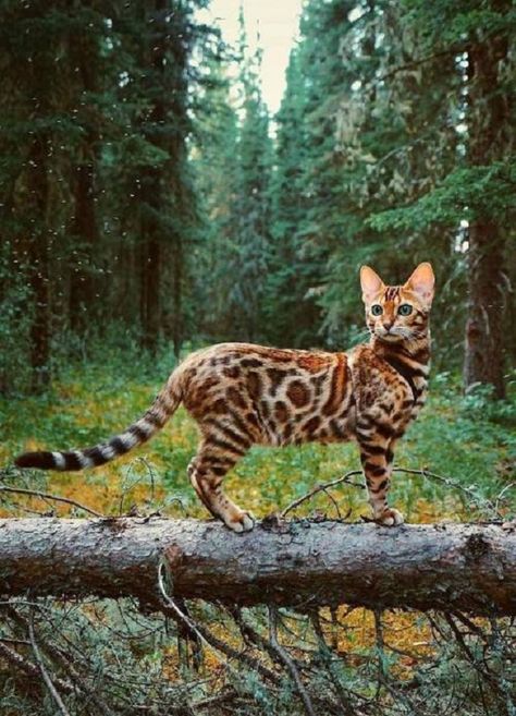 Training Cats, Gato Bengali, Adventure Cat, Bengal Kitten, Exotic Shorthair, Image Chat, Cat Facts, Bengal Cat, Domestic Cat