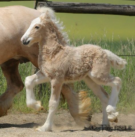 Horse Foal, Horse Anatomy, Palomino Horse, Big Horses, Most Beautiful Horses, Baby Horses, Horse Drawings, Pretty Animals, Draft Horses