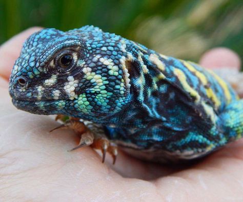 Ornate blue uromastyx Uromastyx Lizard, Cat Reference, Most Beautiful Animals, Reptiles And Amphibians, Bearded Dragon, Cool Pets, Amphibians, Wildlife Photography, Animal Kingdom