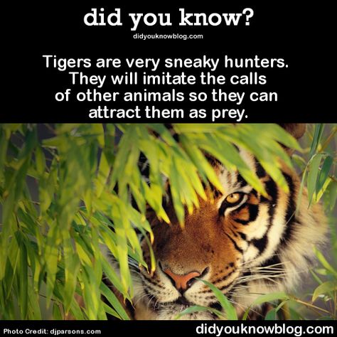 fun fact Tiger Spirit Animal, Tiger Facts, Fun Facts About Animals, Tiger Wallpaper, Animal Facts, The More You Know, Cute Animal Pictures, Cool Pets, Animal Planet