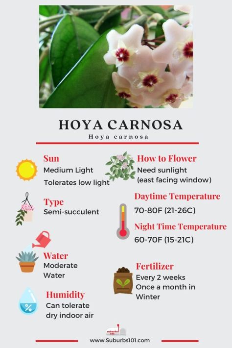 9 Tips on How to Care for your Hoya Carnosa Hoya Care Tips, Hoya Carnosa Care, Hoya Kerrii Care, Hoya Plant Care, Hoya Care, Plant Meanings, Dog Safe Plants, Hindu Rope Plant, Rope Plant