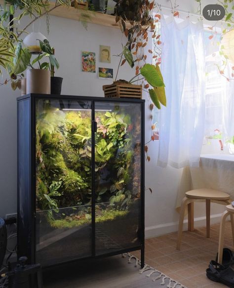 Benji Plant, Ikea Greenhouse Cabinet, Plant Cabinet, Tree Frog Terrarium, Greenhouse Cabinet, Ikea Greenhouse, Tropical Terrariums, Fish Tank Terrarium, Reptile Room