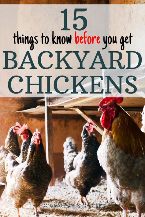 Here is all you need to know before you get chickens. Raising chickens is not all fluffy baby chicks and fresh eggs.Before you get chickens you need to know about all the aspect of caring for chickens so that you know what you are getting yourself into. Raising Turkeys, Baby Chicks Raising, Raising Chicks, Backyard Chicken Farming, Raising Backyard Chickens, Backyard Poultry, Keeping Chickens, Building A Chicken Coop, Chicken Coop Plans