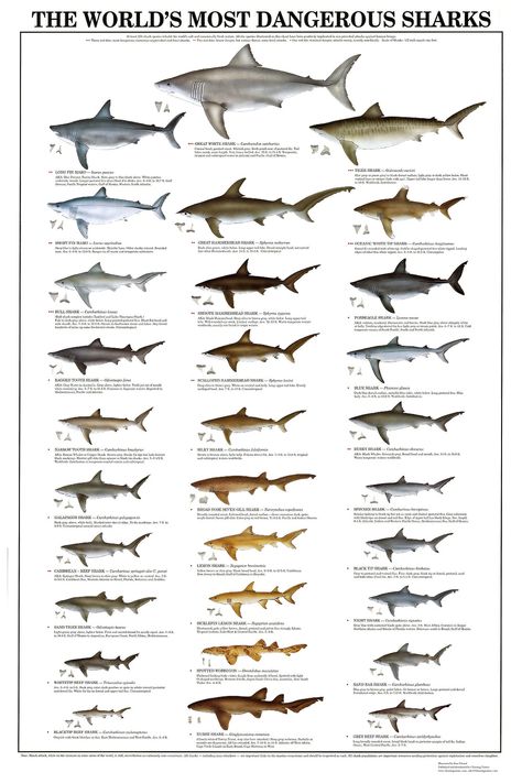 The World's Most Dangerous Sharks - Poster and Identification Chart Sand Shark, Spotted Shark, Shark Species, Anatomy Of A Shark, Shark Skin Texture, Sand Tiger Shark, Shark Anatomy Poster, Oceanic White Tip Shark, Types Of Sharks Poster