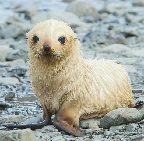 Fur Seal, Toro Inoue, Cute Seals, Baby Seal, Pretty Animals, Silly Animals, Sea Animals, Cute Little Animals, Animals Friends