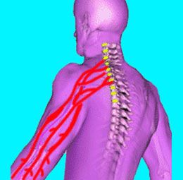 Spinal Nerve Function, Spinal Cord Syndromes, Spinal Subluxation, Stenosis Of The Spine, Cervical Spinal Canal Stenosis, Stenosis Exercises, Descending Tracts Of Spinal Cord, Spinal Degeneration, Cervical Disc