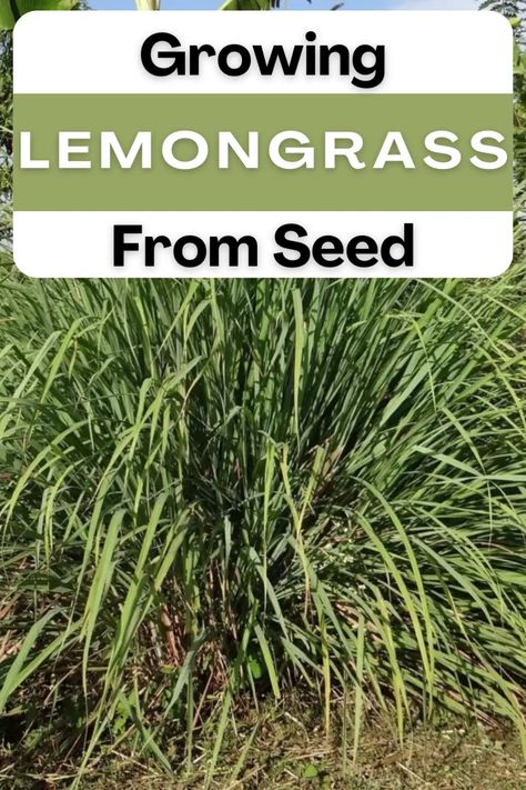 How To Grow Lemon Grass From Seeds, Growing Lemongrass From Seed, Lemongrass Landscaping, Grow Lemongrass, Lemongrass Plant, Straw Mulch, How To Grow Lemon, Perennial Grasses, Garden Help