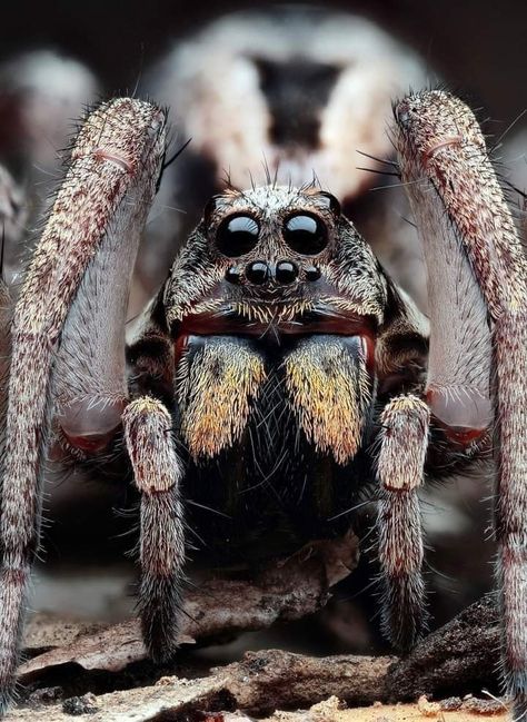 Drawing Owl, Owl Drawings, Arachnids Spiders, Owl Facts, Spider Species, Owl Drawing, Wolf Spider, Pet Spider, Creepy Spider