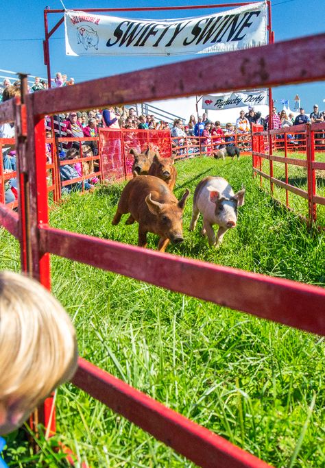 Petting Zoo Activities, Farm Festival, Pig Races, Diy Kids Playground, Festival Planning, Zoo Activities, Glamping Ideas, Rec Center, Farm Games