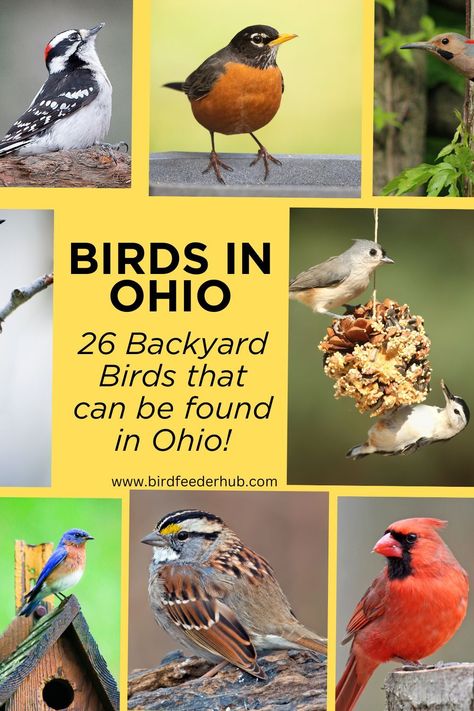 Want some help identifying the backyard birds you are seeing in Ohio? Or maybe you are visiting Ohio and want to get to know some common species. Check out our list of 26 backyard birds in Ohio, learn a bit about each and what type of see is the best to attract them. Ohio Pictures, Ohio Birds, Backyard Birds Watching, Backyard Birds Sanctuary, Northern Flicker, Song Sparrow, Bird Identification, Downy Woodpecker, Common Birds