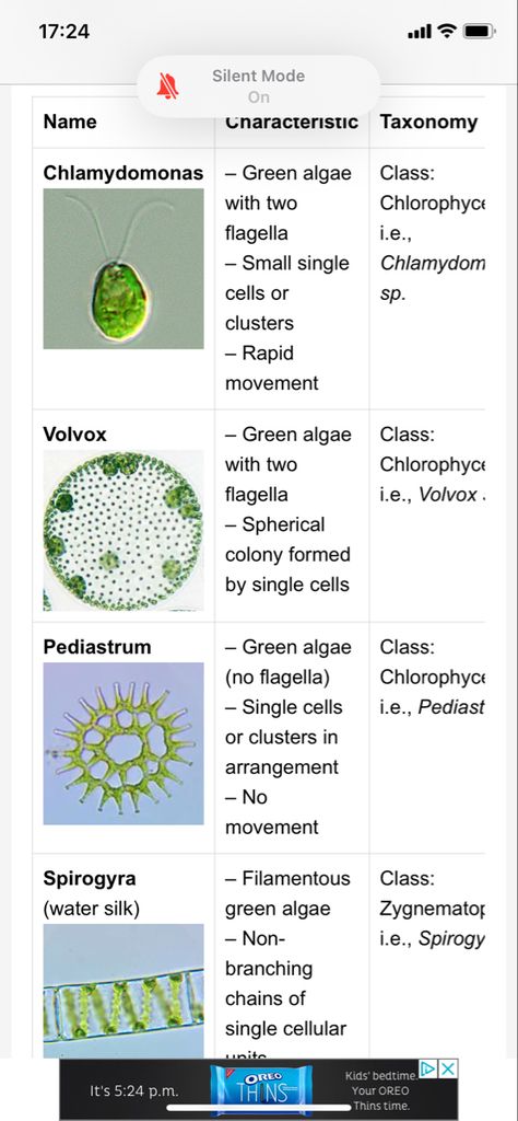 Fungi Cell, Exam Study Tips, Green Algae, Biology Notes, Kids Bedtime, Exam Study, Microbiology, Water Bear, Media Design